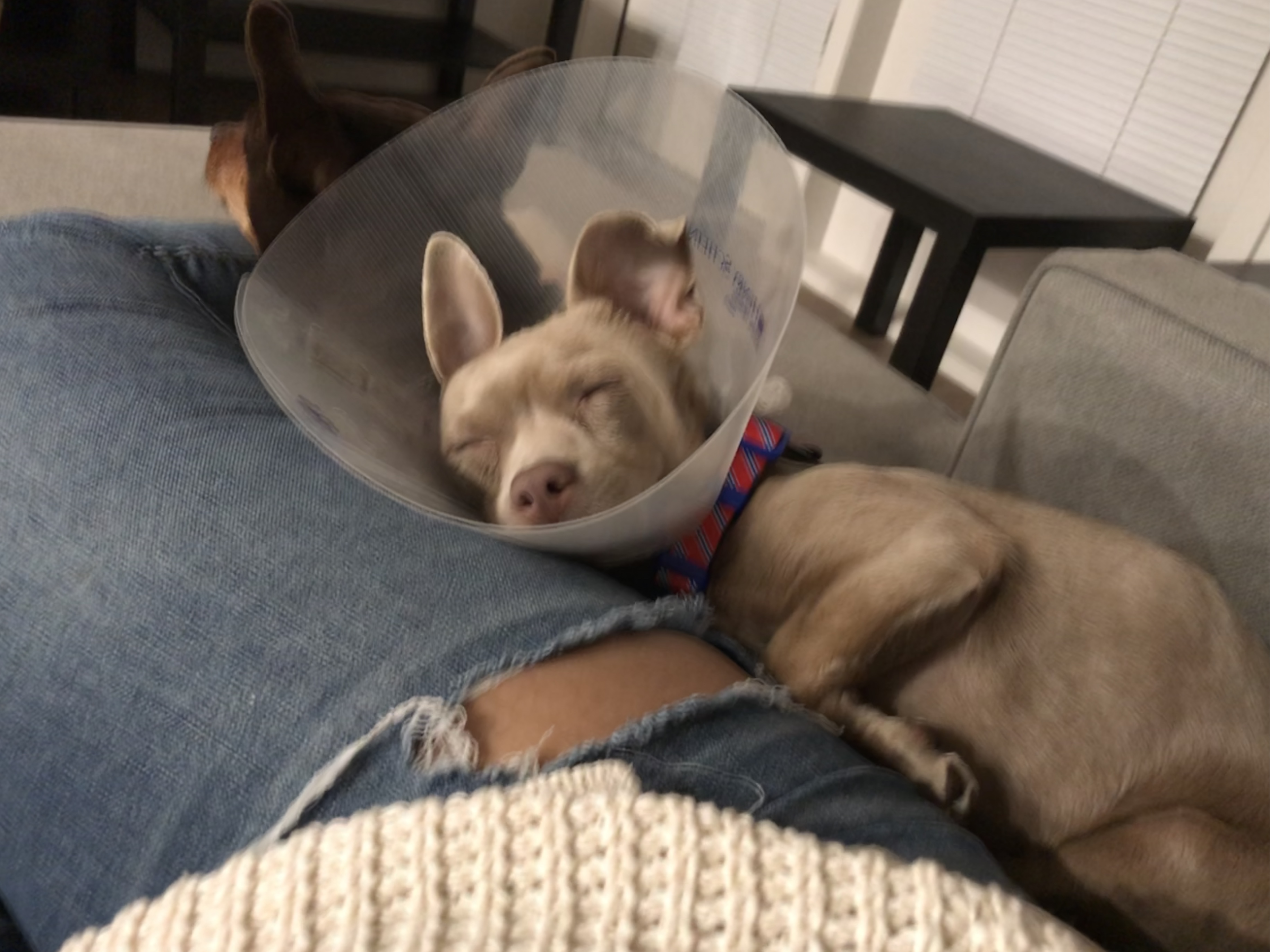 Introvert puppers and his extrovert human - San Francisco SPCA ...