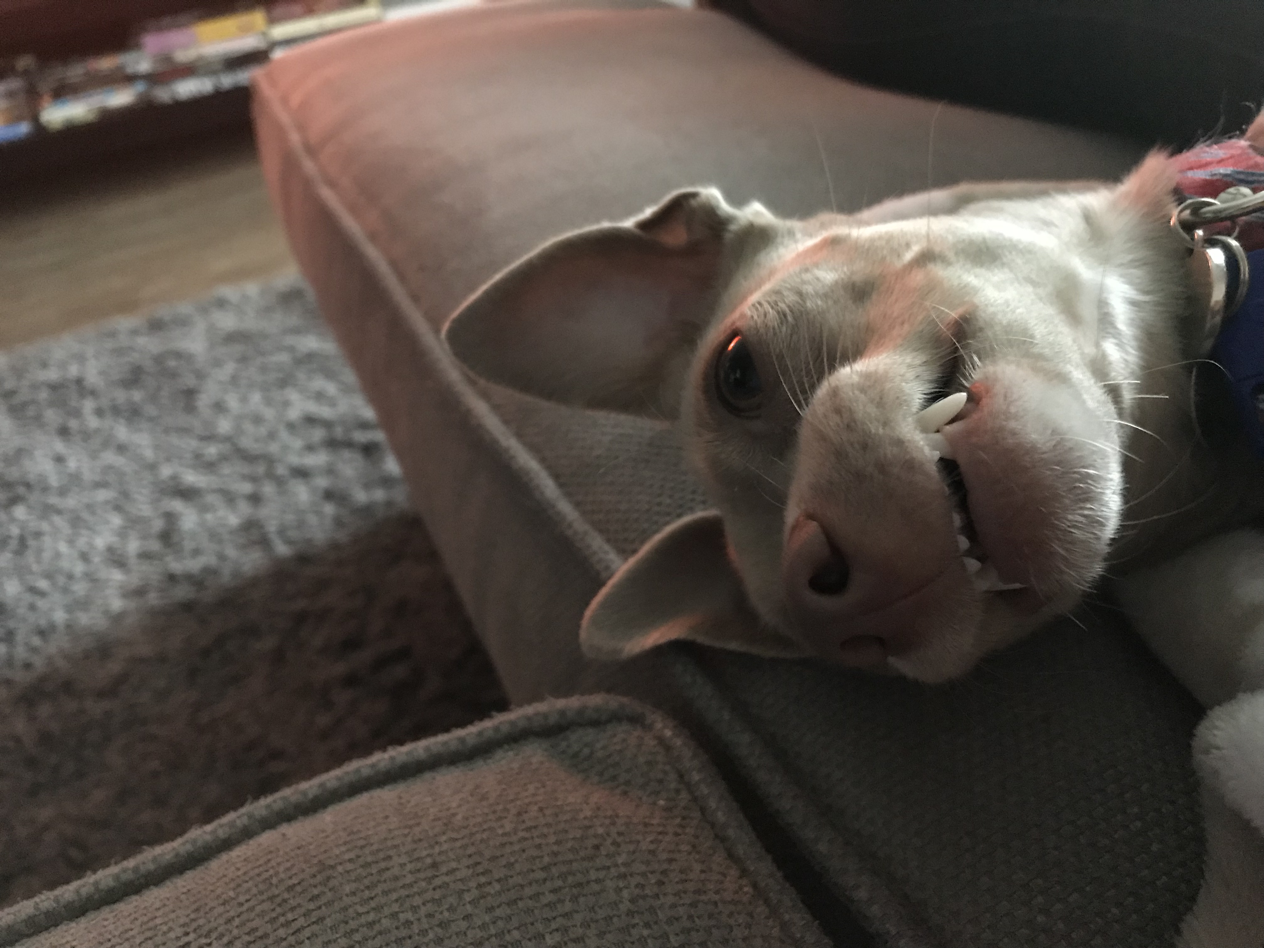 Introvert puppers and his extrovert human - San Francisco SPCA ...