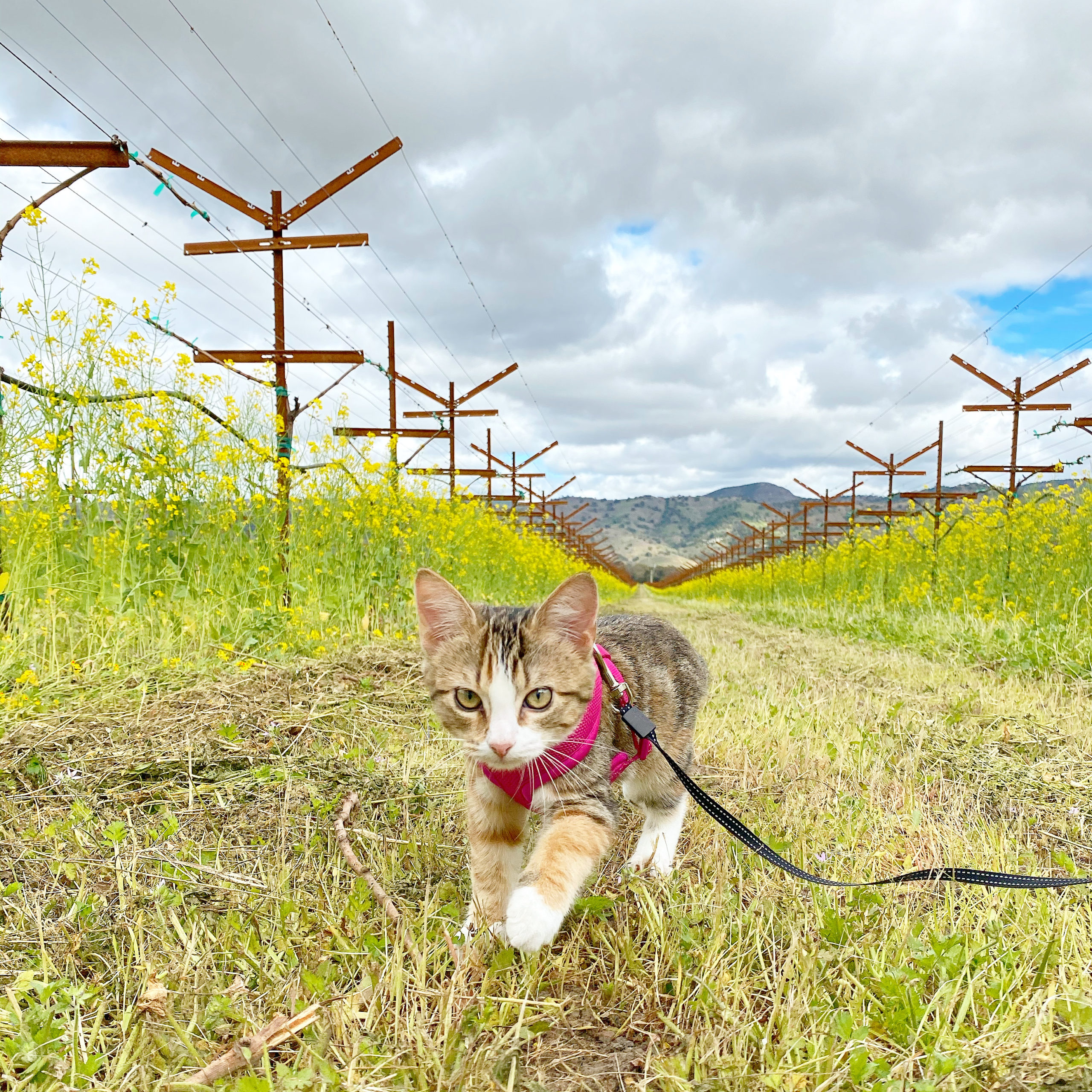 Worm the Adventure Kitten - San Francisco SPCA Companion Chronicles