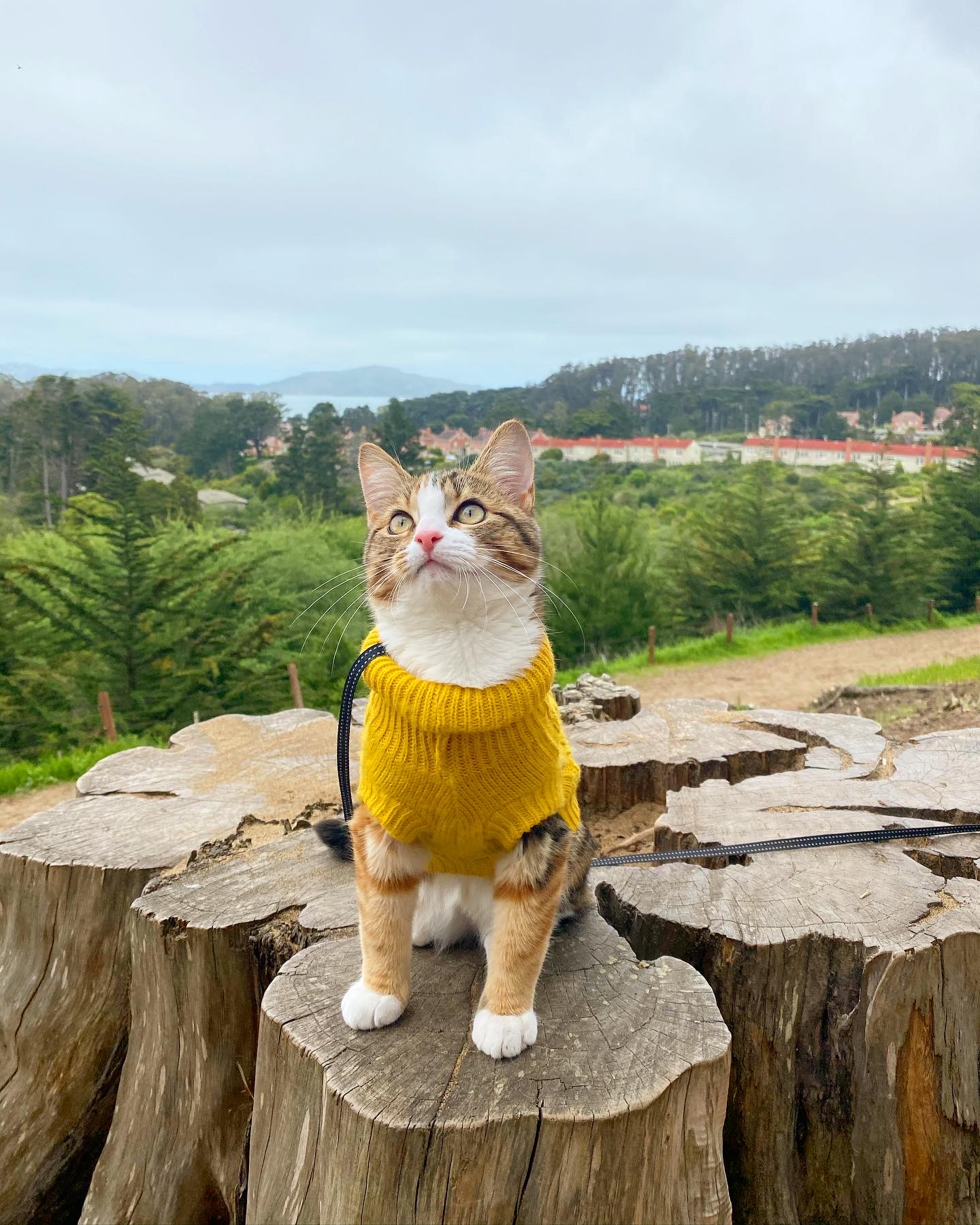 Worm the Adventure Kitten - San Francisco SPCA Companion Chronicles